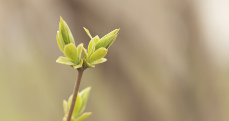 first lilac buds in spring closeup