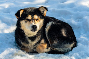 Beautiful little Husky