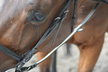kon pasja hobby oko braz © aneta
