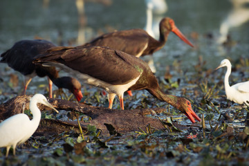 Black Storks feeding in water