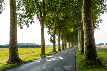 Small narrow and straight tree lined road in the french countryside.