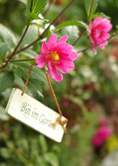 pinkfarbene Dahlien mit Schild " Bin im Garten " im Freien
