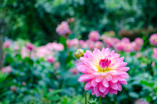 Close up The Beautiful Pink Chrysanthemum flowers by Taken at Doi Inthanon National Park, Chiang Mai, Thailand.