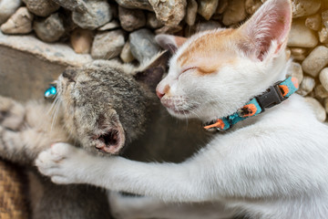 Obraz premium Kittens are sleeping on day time, Selective focus.
