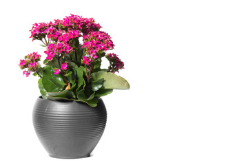House Plant potted plant isolated on white
