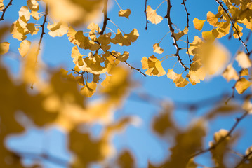 yellow ginko leave and bright blue sky with blurred forground