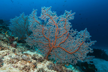 Fototapeta na wymiar Gorgonie am Korallenriff
