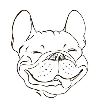 happy face of a French bulldog