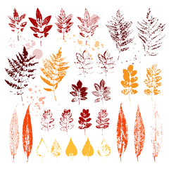 Set of autumn leaves. Colorful imprints foliage.