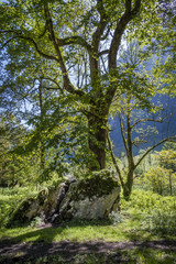 Fototapeta na wymiar Beech forest at the Koenigssee, Berchtesgaden, Bavaria, Germany, Europe