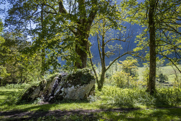 Beech forest at the Koenigssee, Berchtesgaden, Bavaria, Germany, Europe