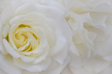 White Roses