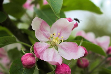 Obraz premium Apfelblüte