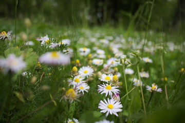 Gänseblümchen