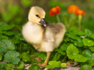 Obraz premium Cute little duckling