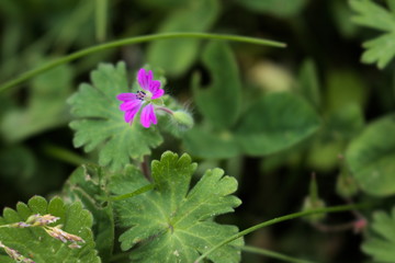 Obraz premium Lila Blume