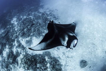 Manta ray - maldives