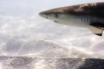 little reef shark
