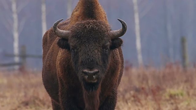 Wild Bison in the forest. European bison (Bison bonasus). It is one of two species, alongside the American bison.