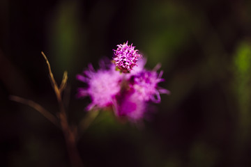 Wildflowers on the Minnesota prairie