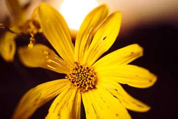 Woodland sunflowers growing at sunset on the Minnesota prairie