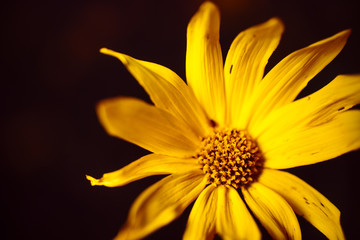Obraz premium Woodland sunflowers growing at sunset on the Minnesota prairie