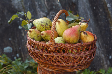 Basket with plenty of pears