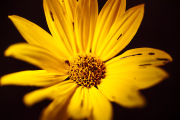 Woodland sunflowers growing at sunset on the Minnesota prairie