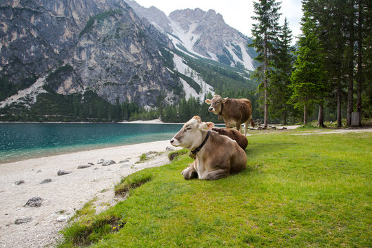 Happy and beautiful cows resting and admiring of Lago di Braies, known as Lake Braies or Pragser Wildsee. The lake is located in the heart of Dolomite Mountains, South Tyrol, Alps, Italy. 