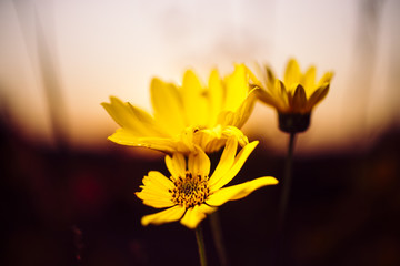 Woodland sunflowers growing at sunset on the Minnesota prairie