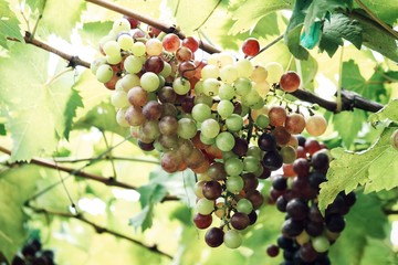 Grapes in vineyard