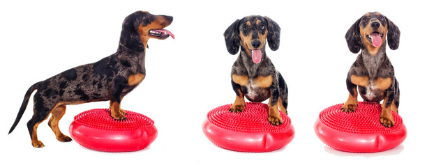 The dog is engaged in fitness on a sports equipment