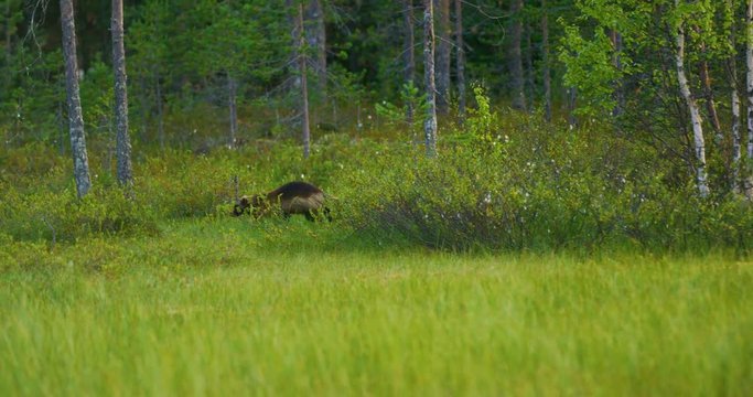 Wild wolverine walking free in the forest searching for food