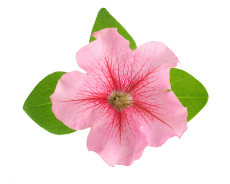 pink flower of petunia with green leaves isolated on white background