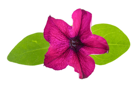 pink flower of petunia with green leaves isolated on white background