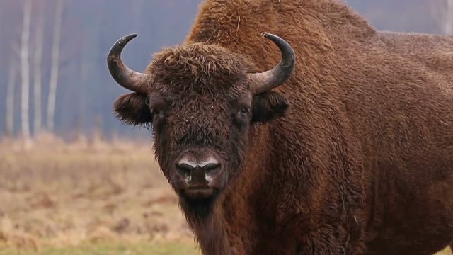 Wild Bison in the forest. European bison (Bison bonasus). It is one of two species, alongside the American bison.