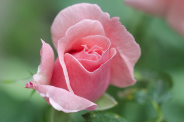 Beautiful single pink rose on a green background