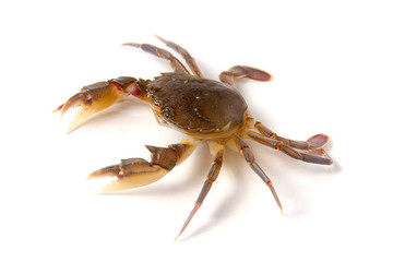 edible alive crab isolated on a white background