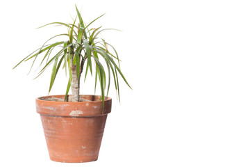 House Plant potted plant isolated on white