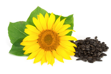 Obraz premium sunflower with seeds and leaves isolated on white background
