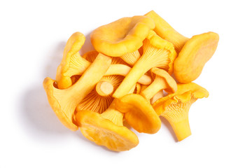 Chanterelles Cantharellus cibarius mushrooms, paths, top view