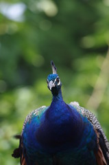 Portrait de paon m&acirc;le