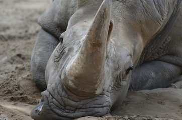 Obraz premium Rhinocéros couché sur le sable