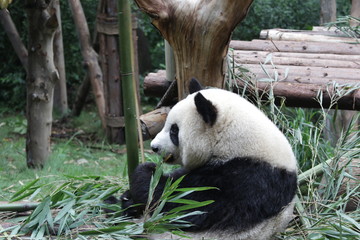 Fototapeta na wymiar Giant Panda is eating Bamboo Leaves, Chengdu, China