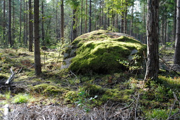 Findling  Orientierungspunkt  im Wald