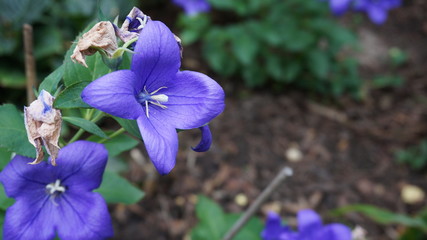 bell-flower blue
