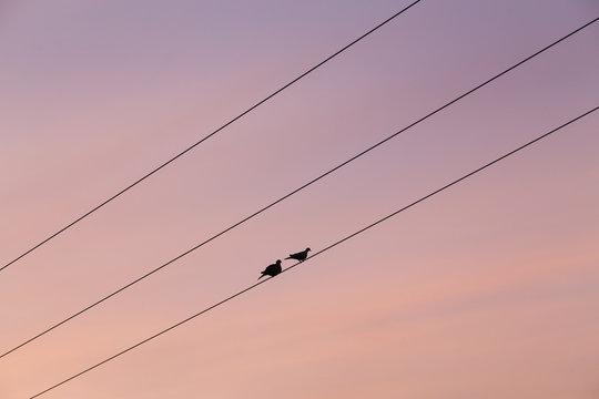 Pair of pigeons on a telegraph wire