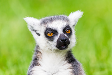 Ring-tailed lemur chewing