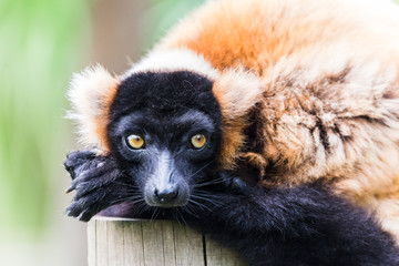 Red ruffed lemur wakes from a snooze © Jason Wells