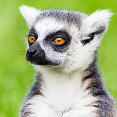Ring-tailed lemur portrait